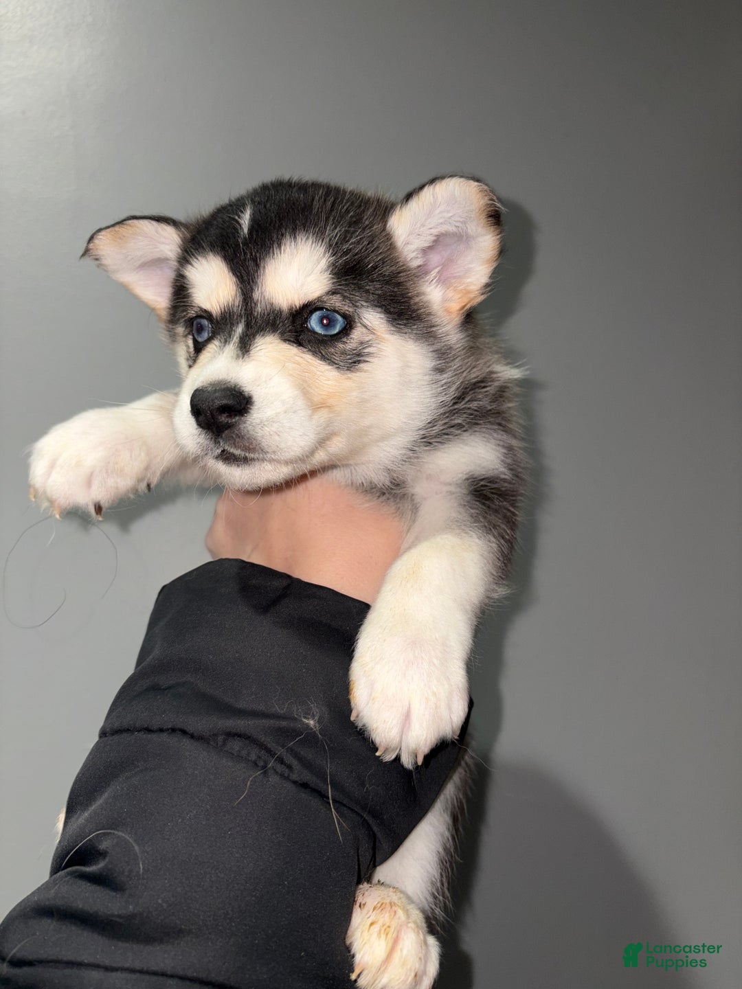 Siberian Husky dogs for sale: Siberian Husky Puppy 1 - Ad 2