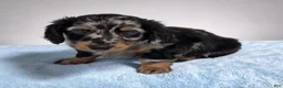 Miniature Dachshund dogs for sale: Lane - Ad 2