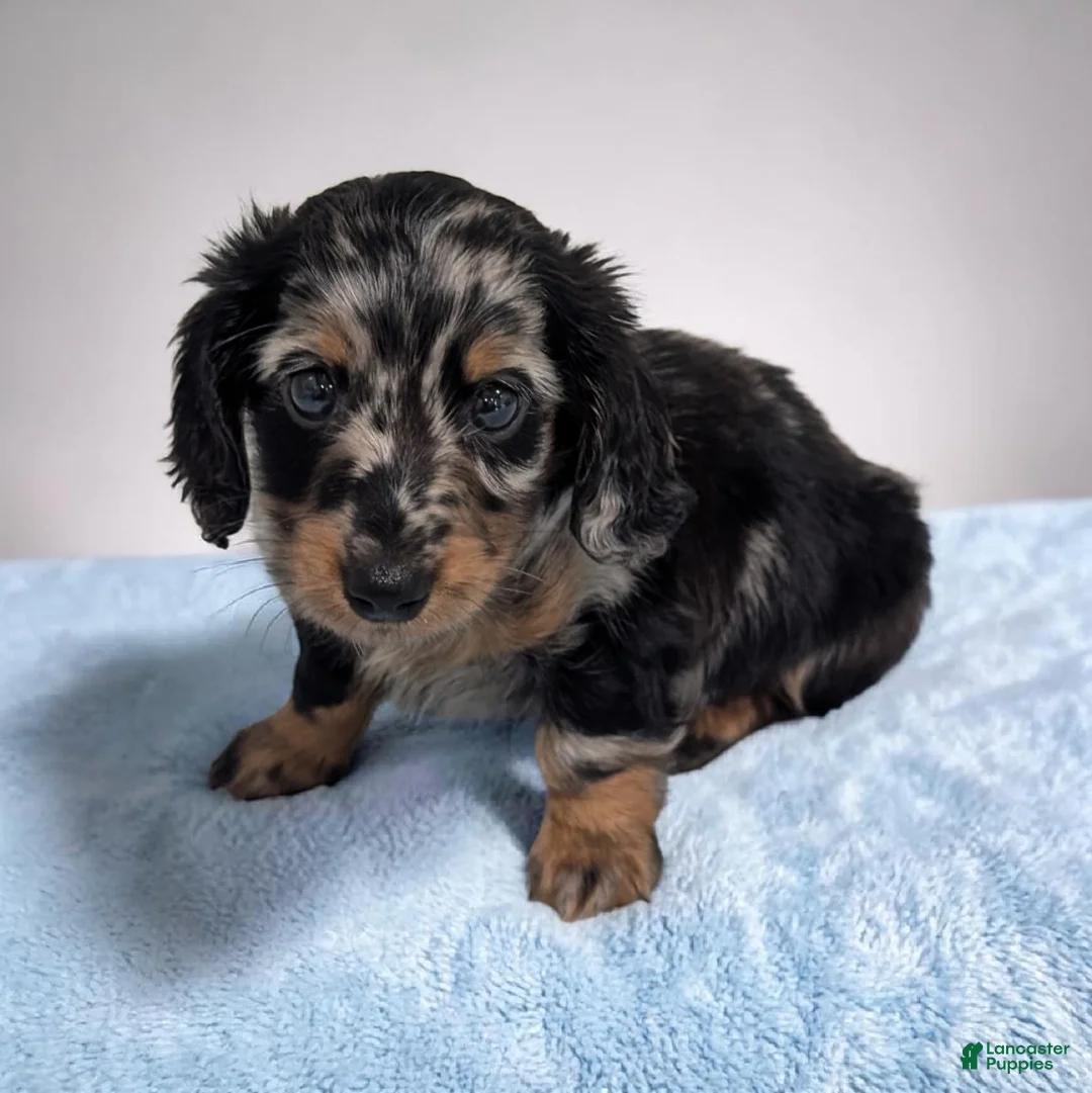 Miniature Dachshund dogs for sale: Lane - Ad 2