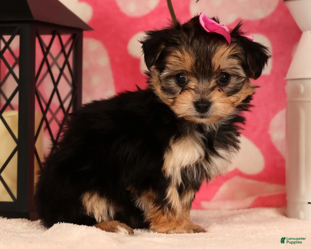 Yochon dogs for sale: Sadie - Ad 2