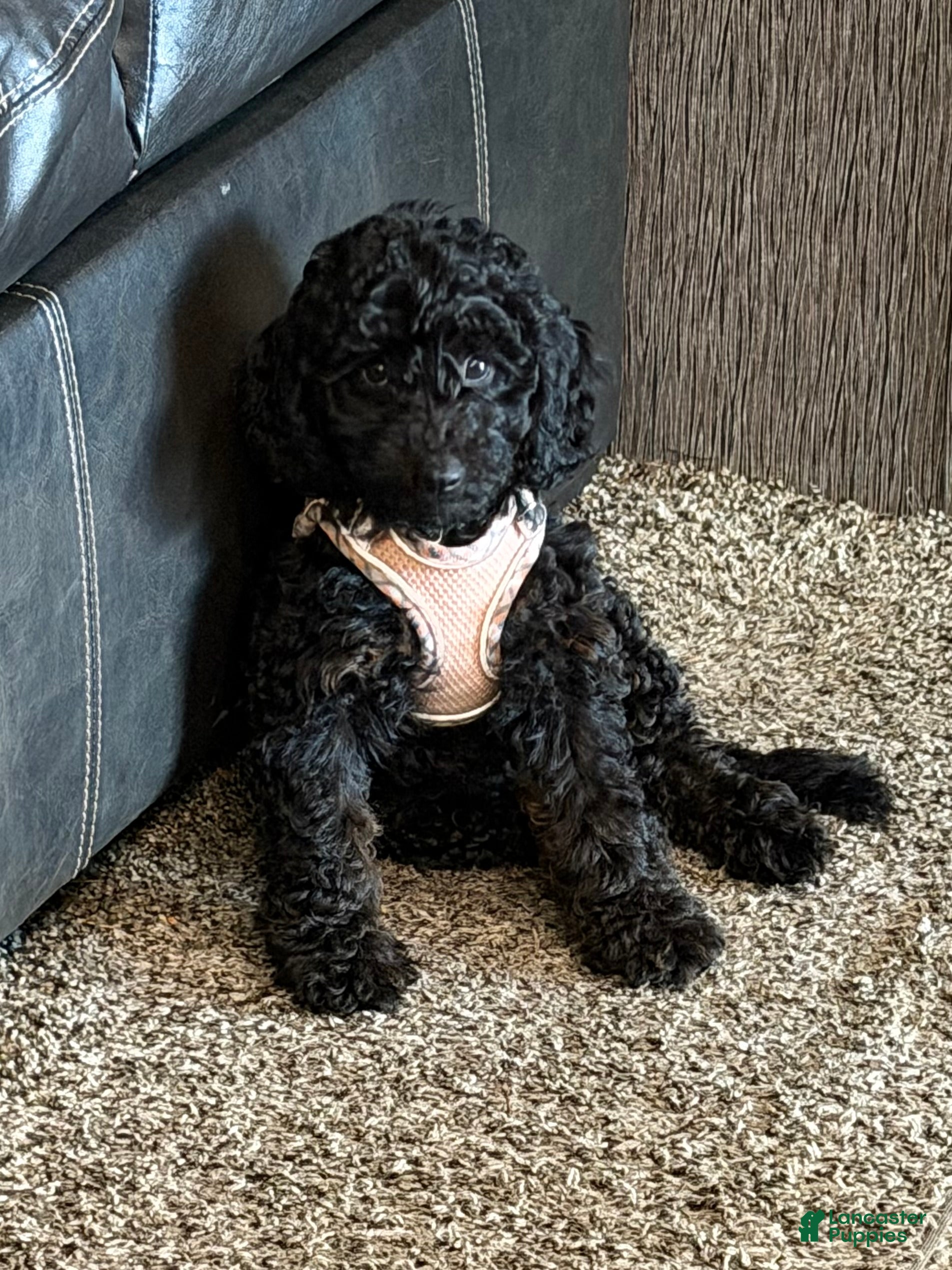 Miniature Poodle dogs Miniature Poodle Puppy 3 - Ad 1