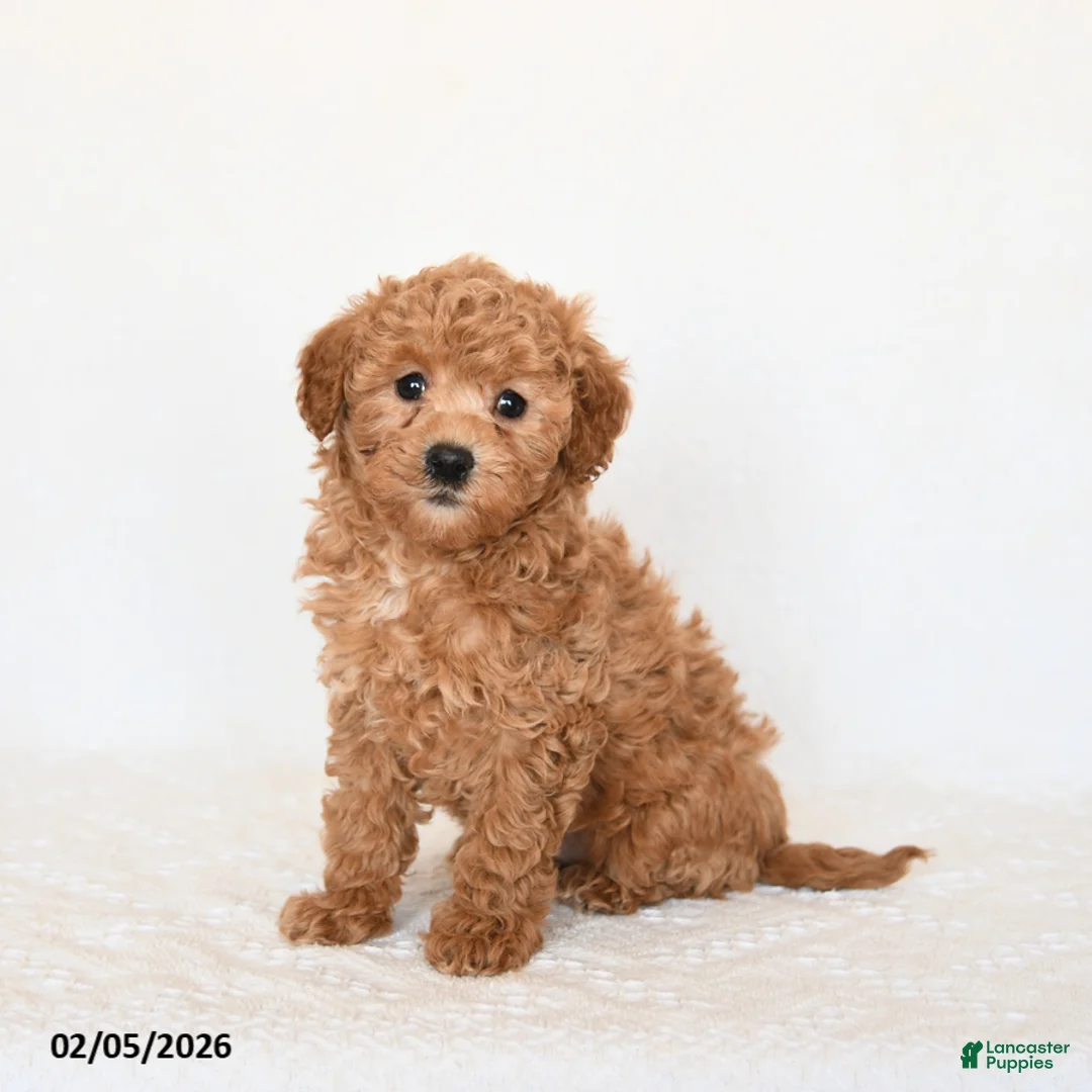 Miniature Poodle dogs for sale: Huckleberry - Ad 2