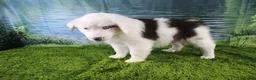 Miniature Australian Shepherd dogs for sale: Irene - Ad 24