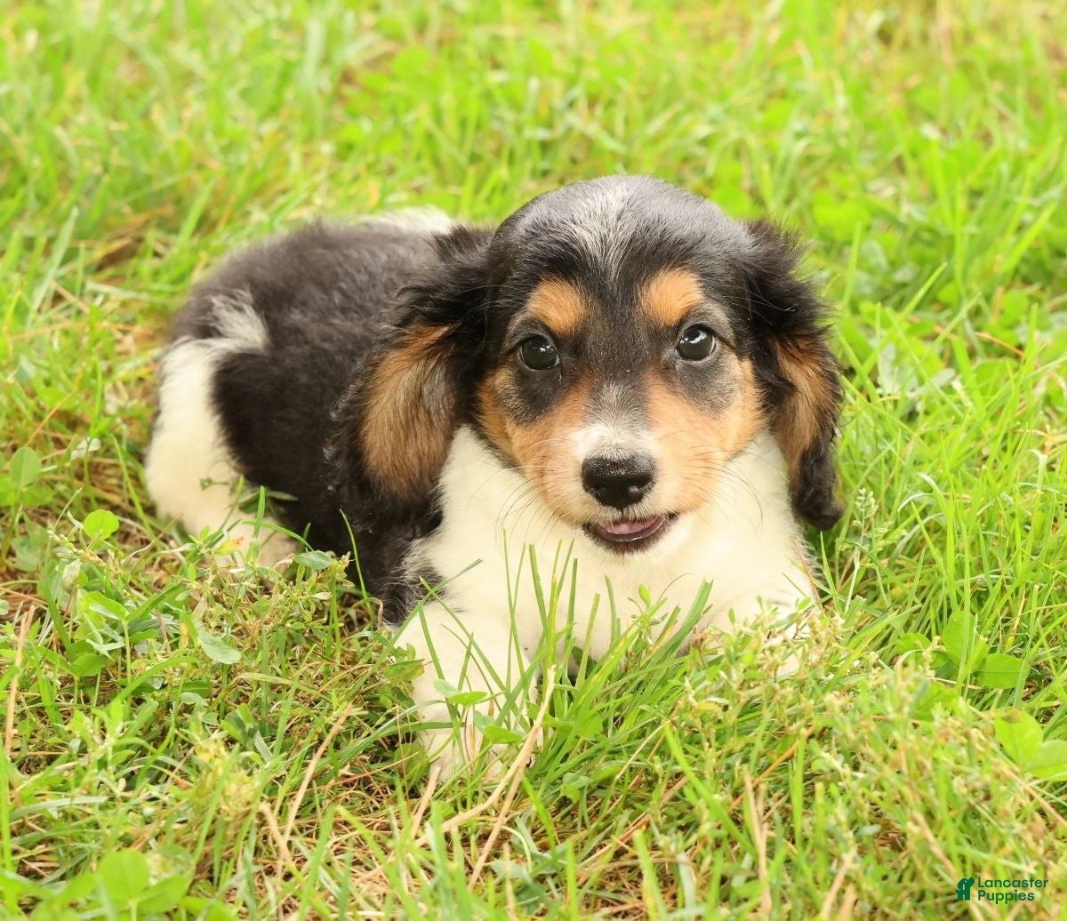 Miniature Dachshund dogs Drake - Ad 2