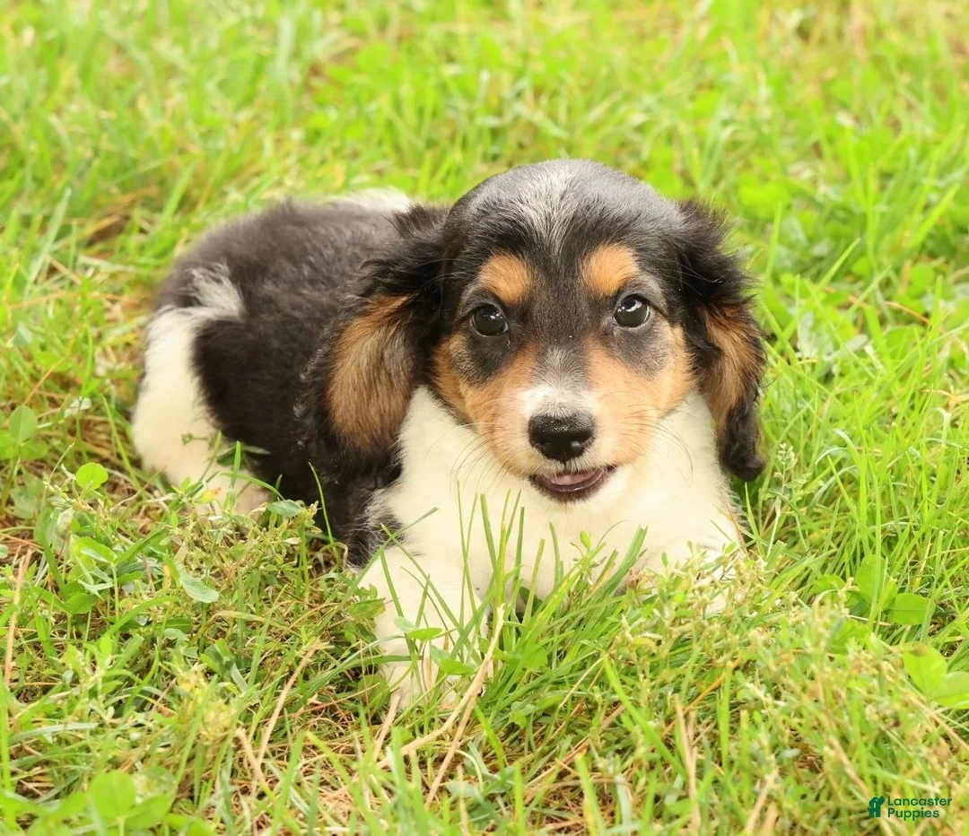 Miniature Dachshund dogs for sale: Drake - Ad 2