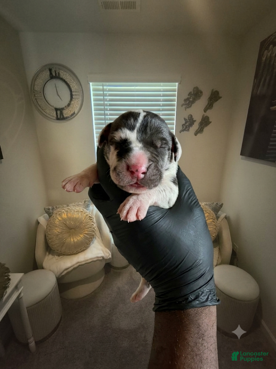 Great Dane dogs Rhythm and Soul’s Royalty of Chris Brown - Ad 10