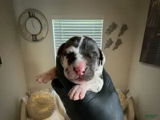 Great Dane dogs Rhythm and Soul’s Royalty of Chris Brown - Ad 10