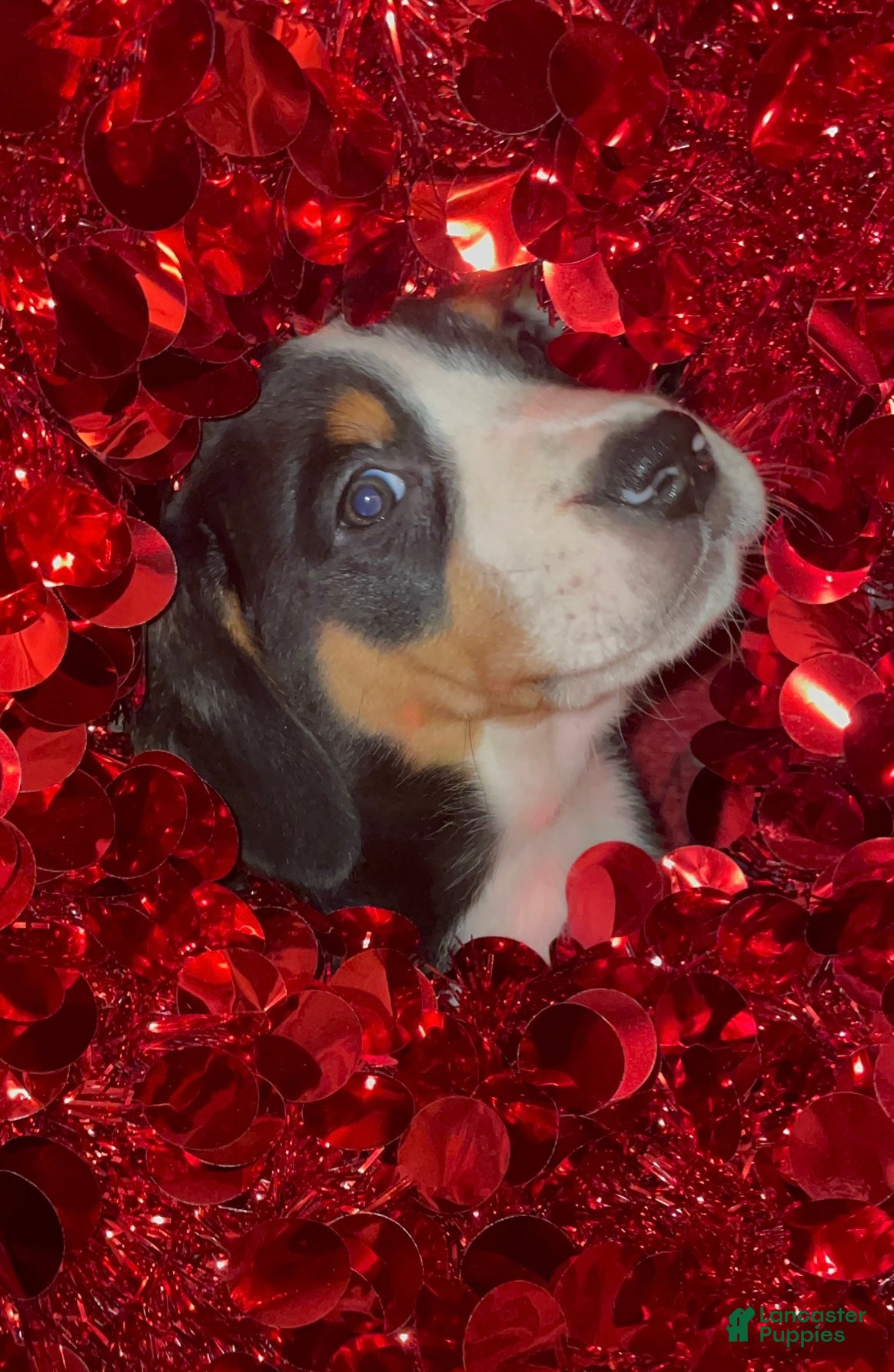 Greater Swiss Mountain Dog dogs Holly Jolly  - Ad 11