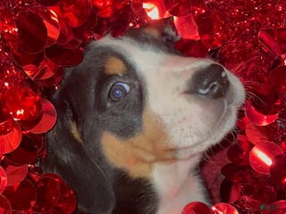 Greater Swiss Mountain Dog dogs Holly Jolly - Ad 13