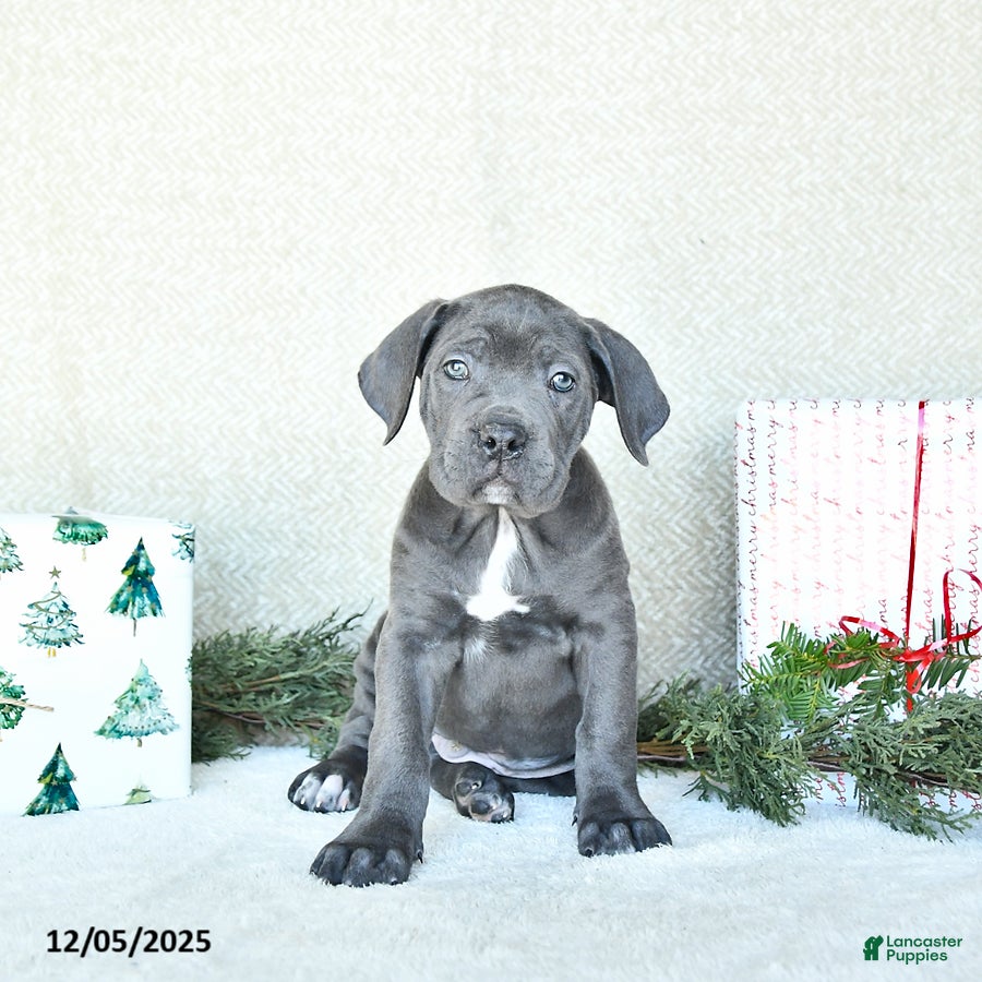 Cane Corso dogs Rover - Ad 27