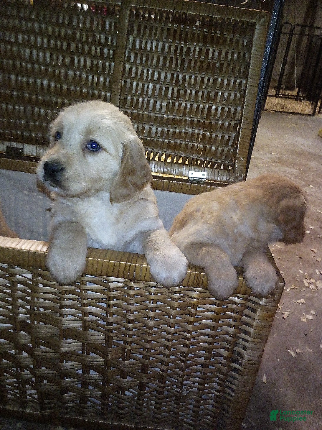 Golden Retriever dogs Ellie - Ad 15