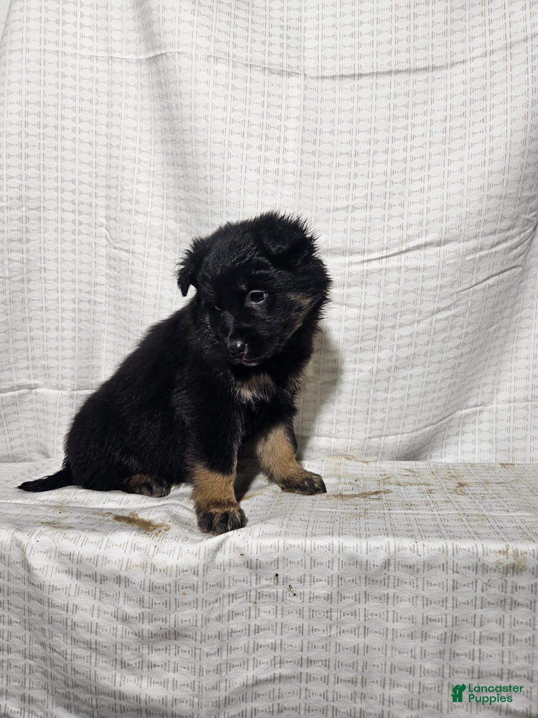 Mixed Breed dogs for sale: Holly - Ad 6