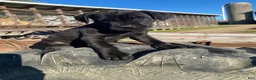 Cane Corso dogs for sale: Charlie - Ad 4