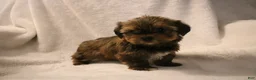 Shorkie dogs for sale: Becca - Ad 9