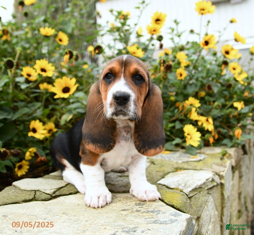 Basset Hound Puppy Long Eared Hunting Dog 2+ Thousand Basset Long
