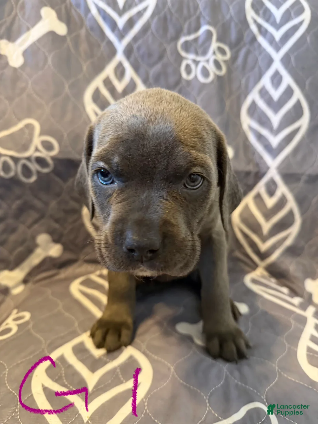 Cane Corso dogs for sale: G1 - Ad 3