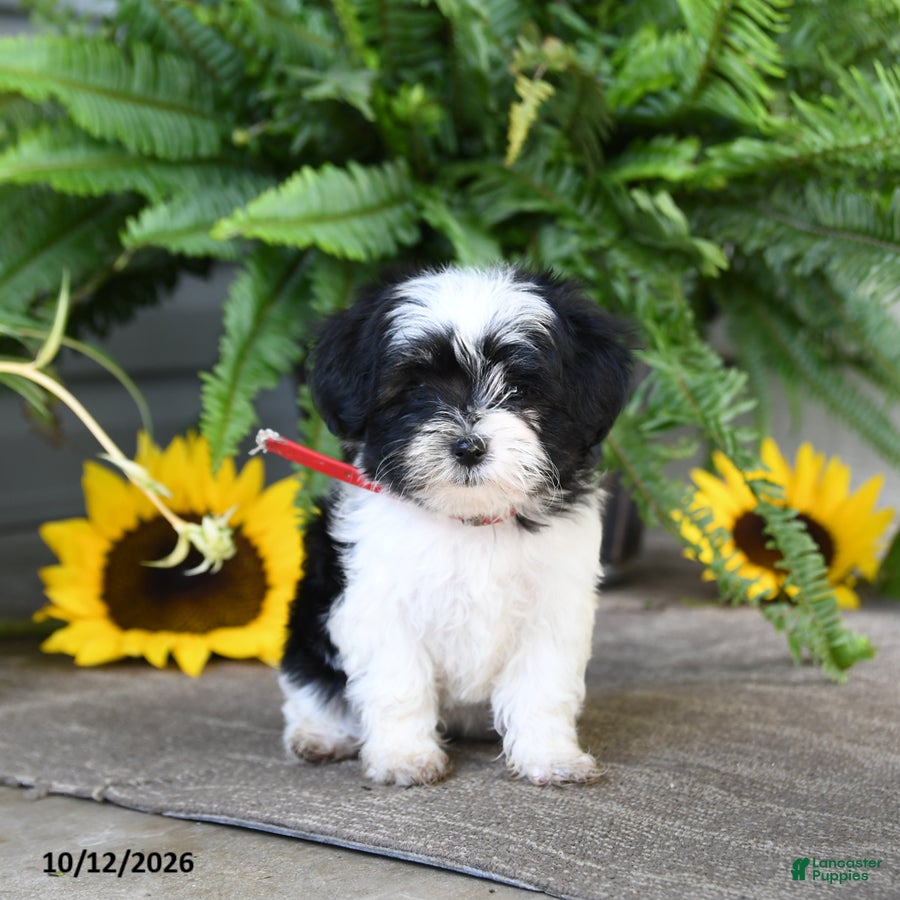 Mixed Breed dogs for sale: Minnie - Ad 1