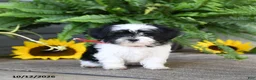 Mixed Breed dogs for sale: Minnie - Ad 1