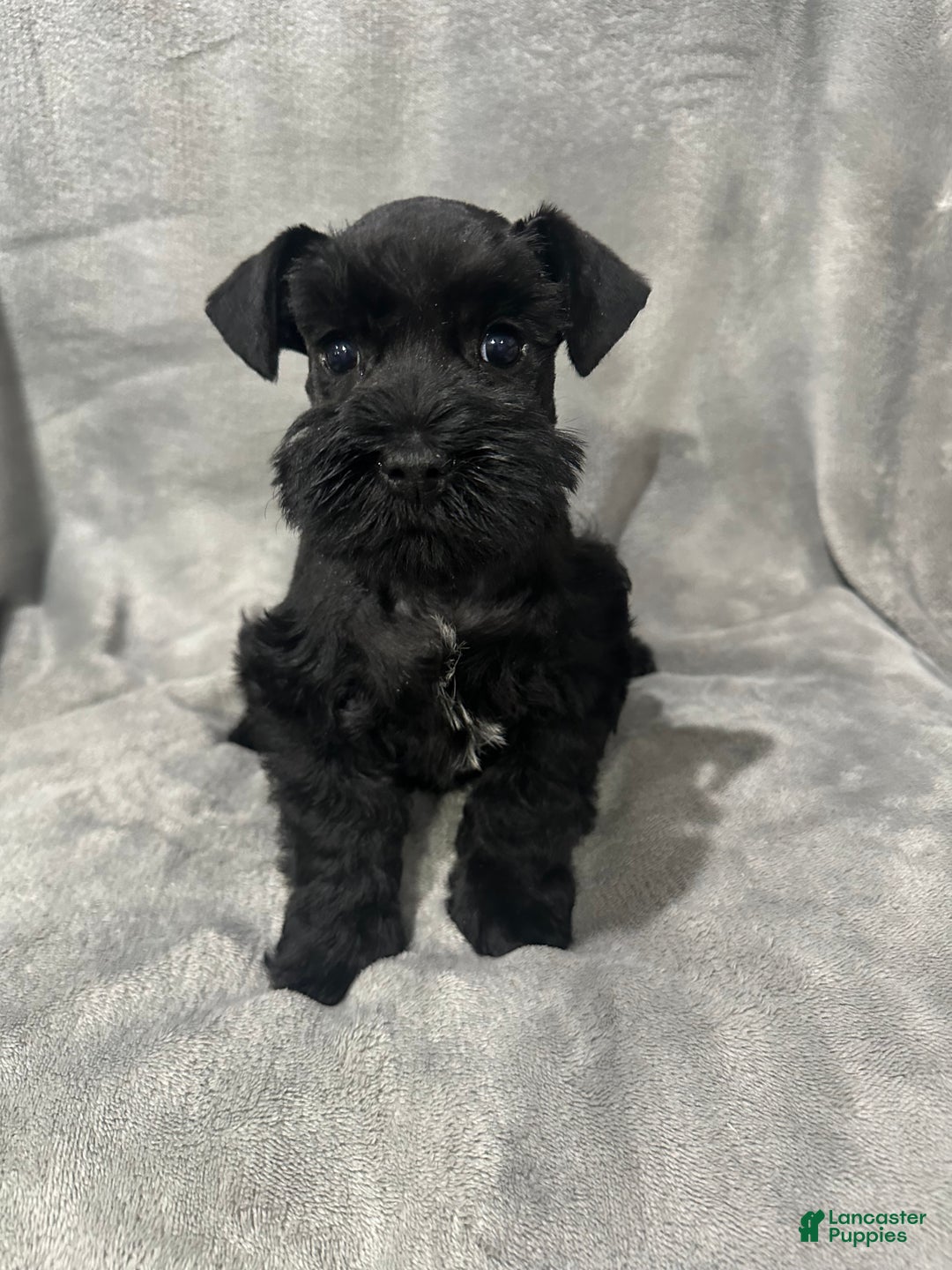 Miniature Schnauzer dogs for sale: Riley - Ad 3