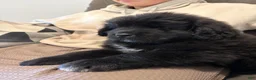 Newfoundland dogs for sale: EARL - Ad 9