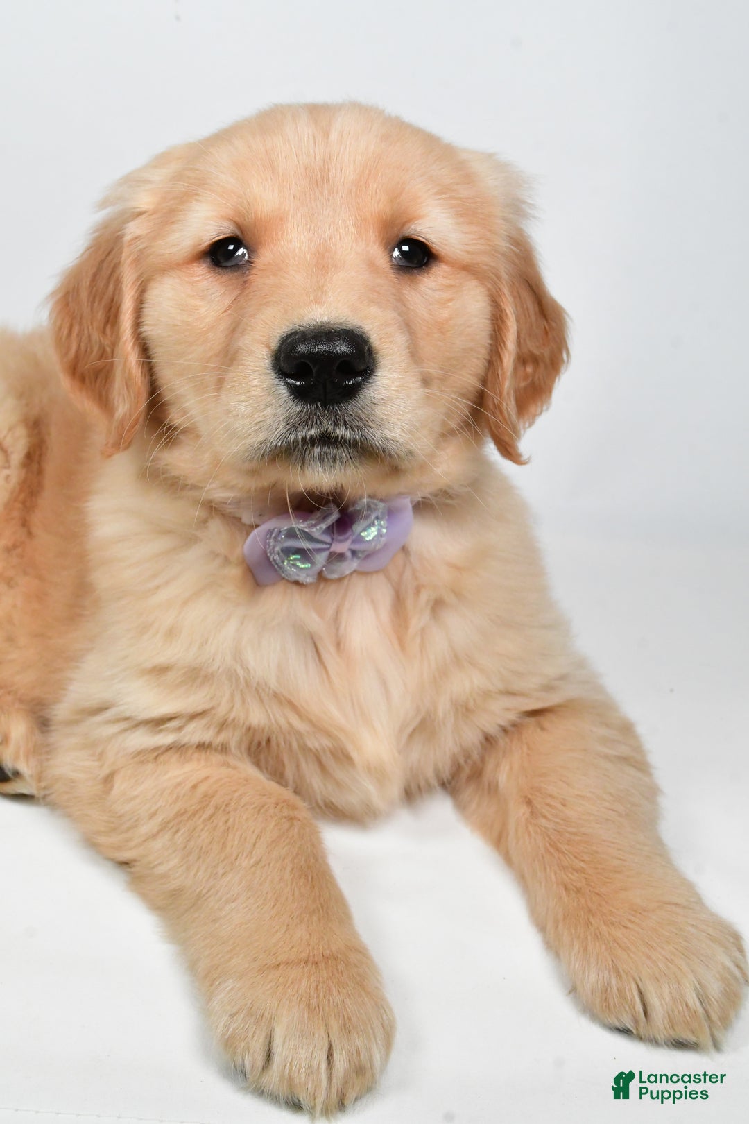 Golden Retriever dogs for sale: Lilly - Ad 4