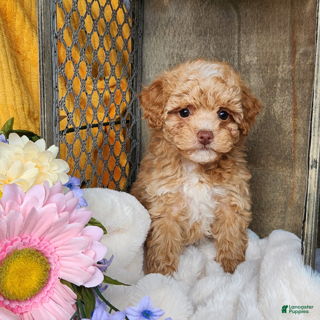 Toy Poodle dogs for sale: Allie - Ad 7