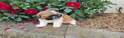 Shih Tzu dogs for sale: Andy - Ad 6
