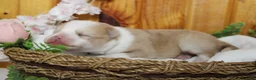 Pomsky dogs for sale: Merrick  - Ad 2