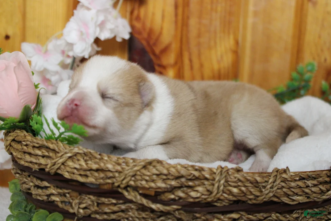 Pomsky dogs for sale: Merrick  - Ad 2