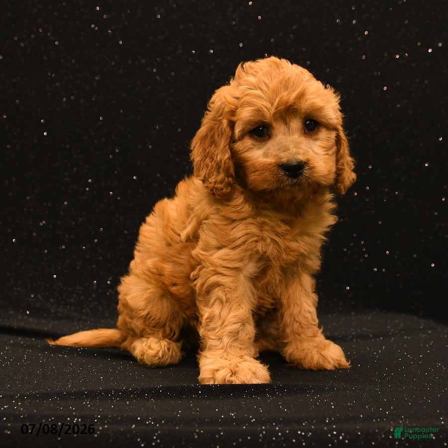 Cavapoo dogs Ivy - Ad 2