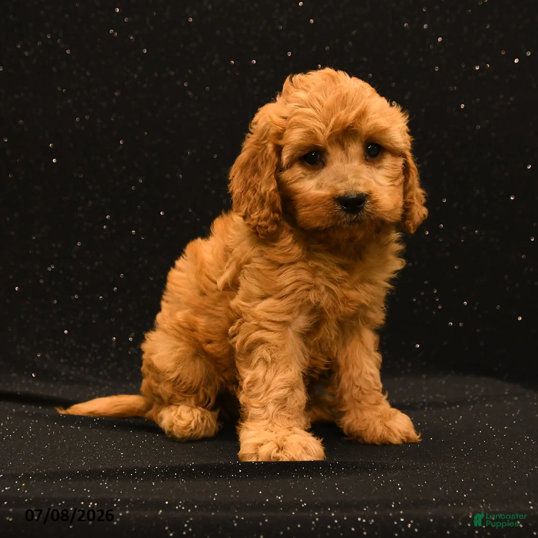 Cavapoo dogs for sale: Ivy - Ad 2