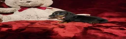 Miniature Dachshund dogs for sale: WALKER - Ad 8