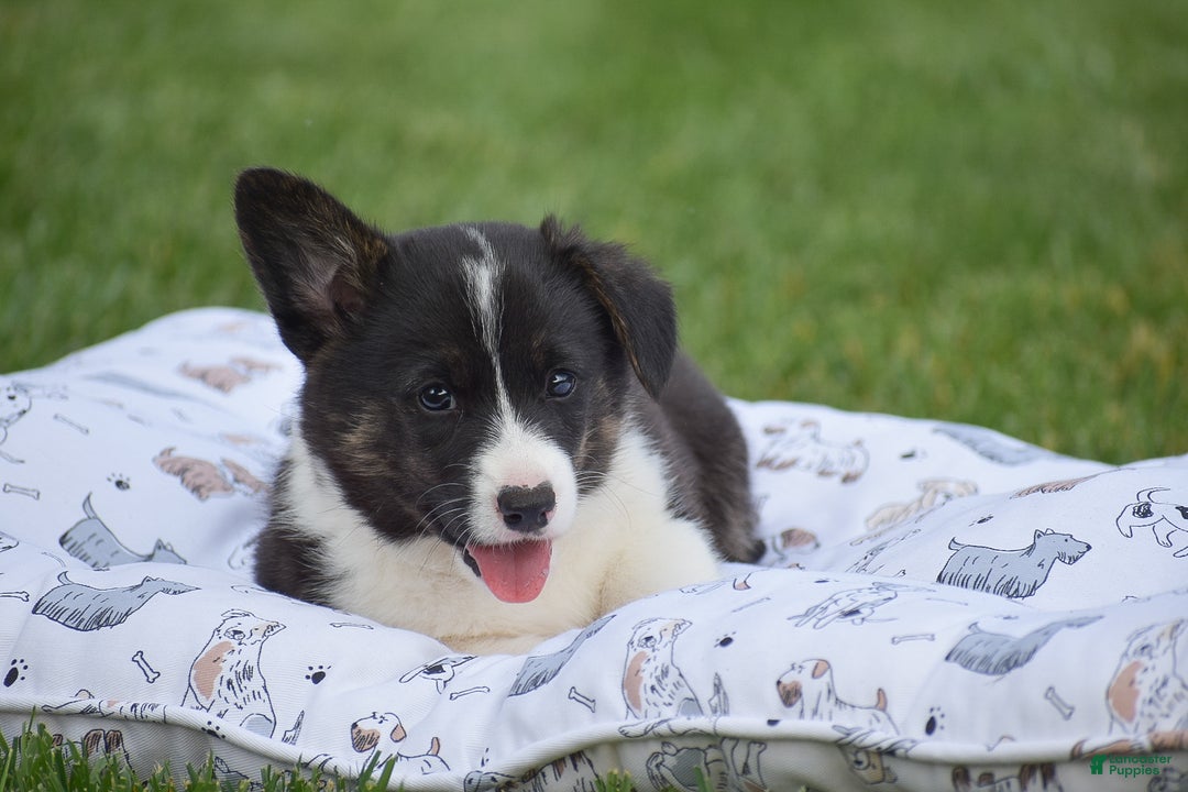 Welsh Corgi Pembroke dogs for sale: Rhett - Ad 5