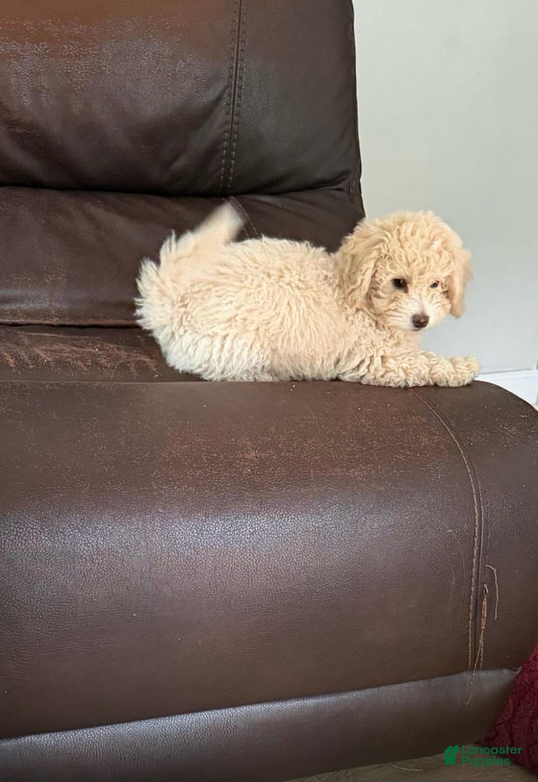 Miniature Poodle dogs Miniature Poodle 1 - Ad 9