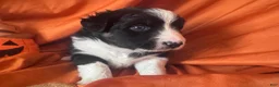Miniature Australian Shepherd dogs for sale: Finlay - Ad 3