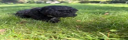 Yorkiepoo dogs for sale: Bartholomew - Ad 5