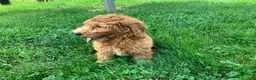 Miniature Poodle dogs for sale: Devon - Ad 4