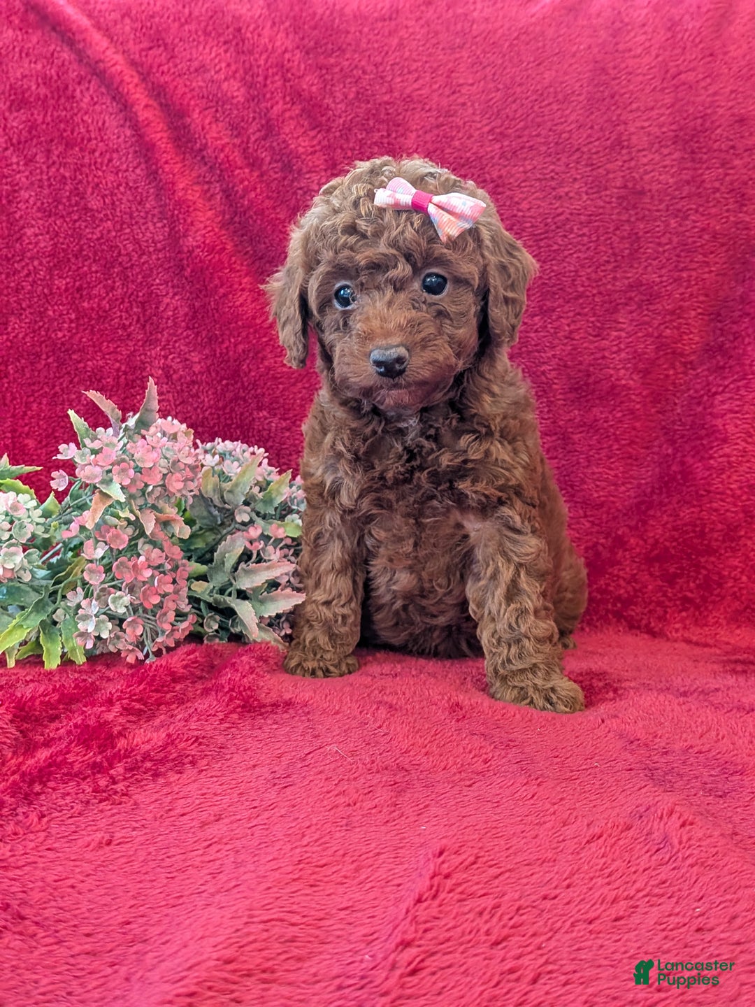 Miniature Poodle dogs for sale: Peppa  - Ad 1