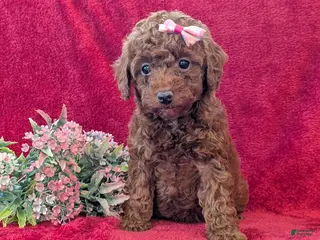 Miniature Poodle dogs Peppa - Ad 37