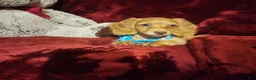 Miniature Dachshund dogs for sale: PEACHES - Ad 7