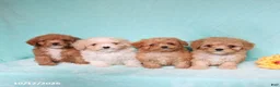 Mixed Breed dogs for sale: Pickles - Ad 2