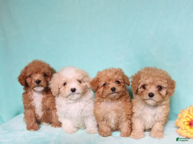 Mixed Breed dogs for sale: Pickles - Ad 2