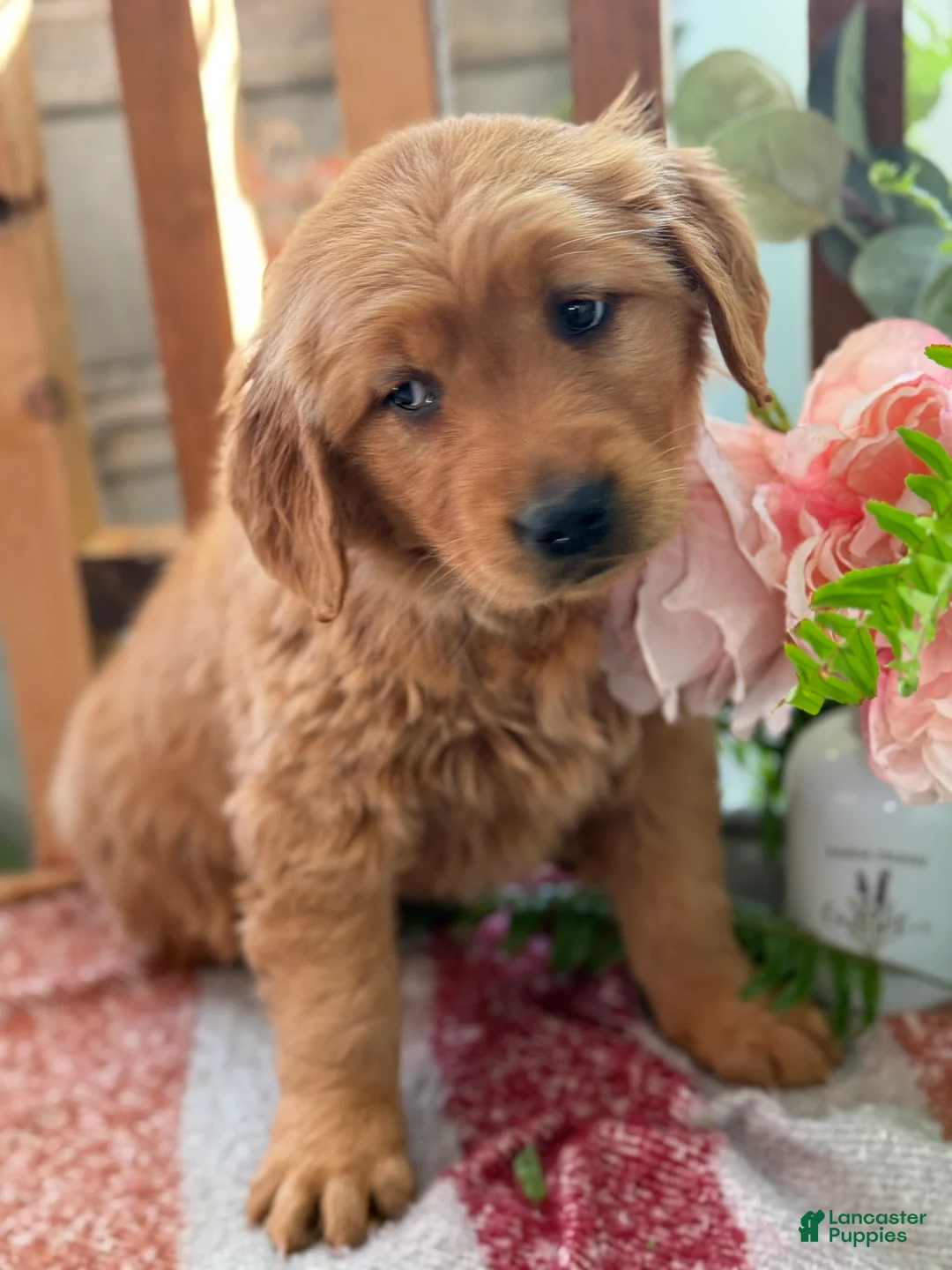 Golden Retriever dogs for sale: Ruby - Ad 9