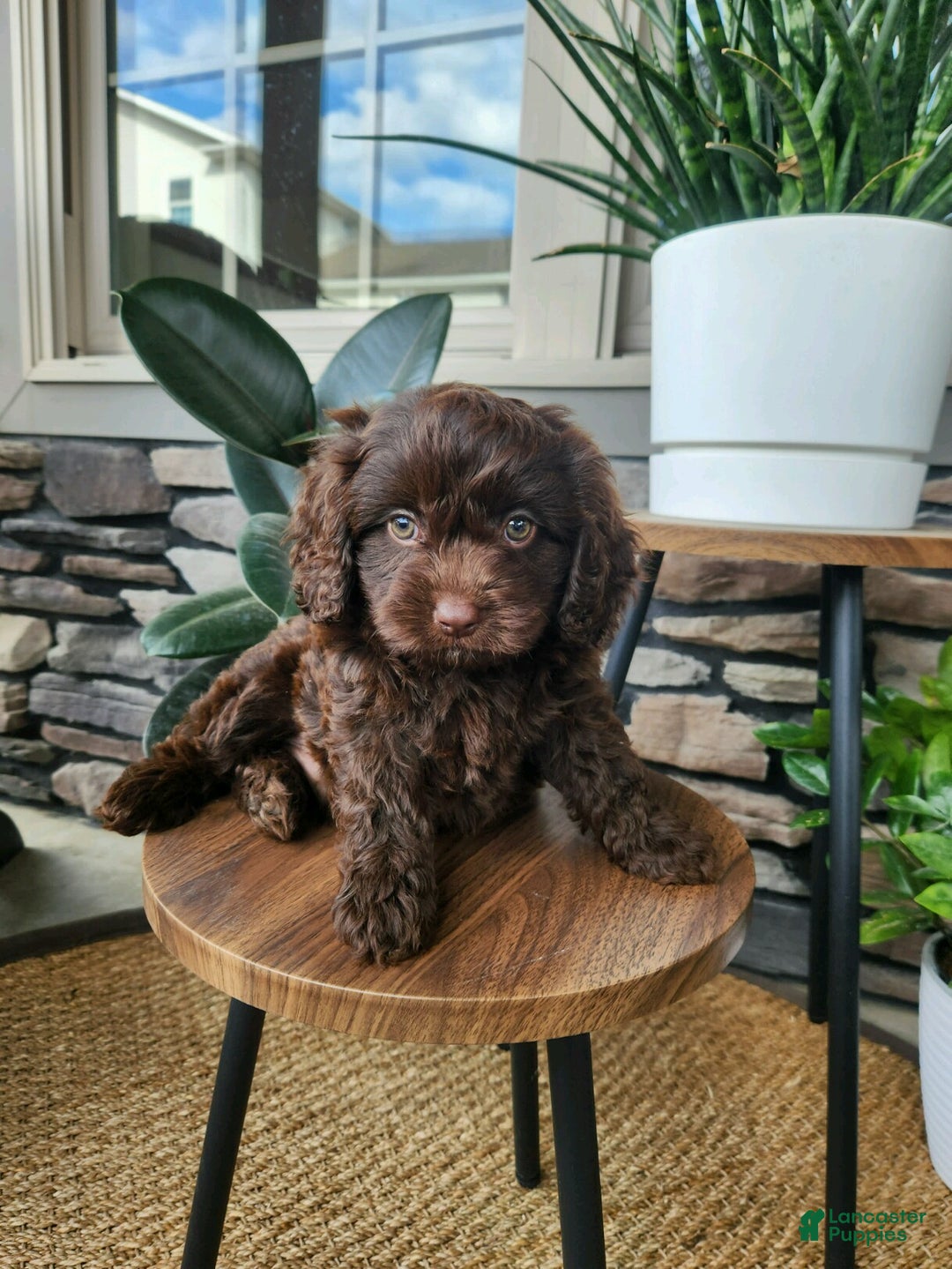 Cavapoo dogs for sale: Toby - Ad 4