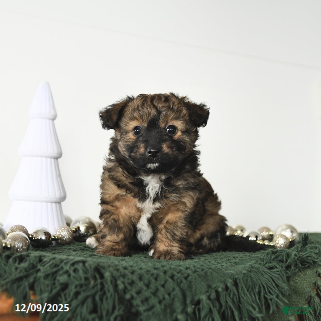 Mixed Breed dogs for sale: Lucy - Ad 2