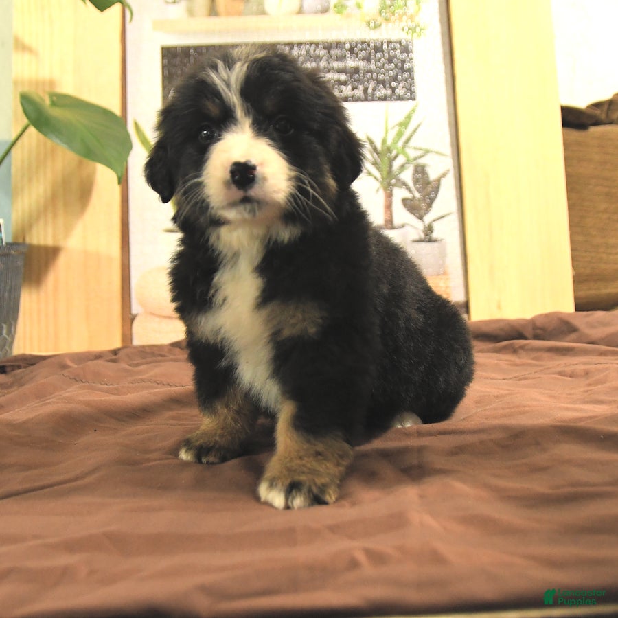 Bernedoodle dogs Reva - Ad 33