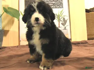 Bernedoodle dogs Reva - Ad 33