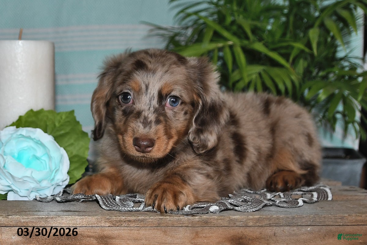 Miniature Dachshund dogs Colten - Ad 2