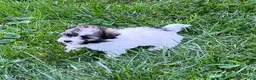 Mixed Breed dogs for sale: Teddy - Ad 3