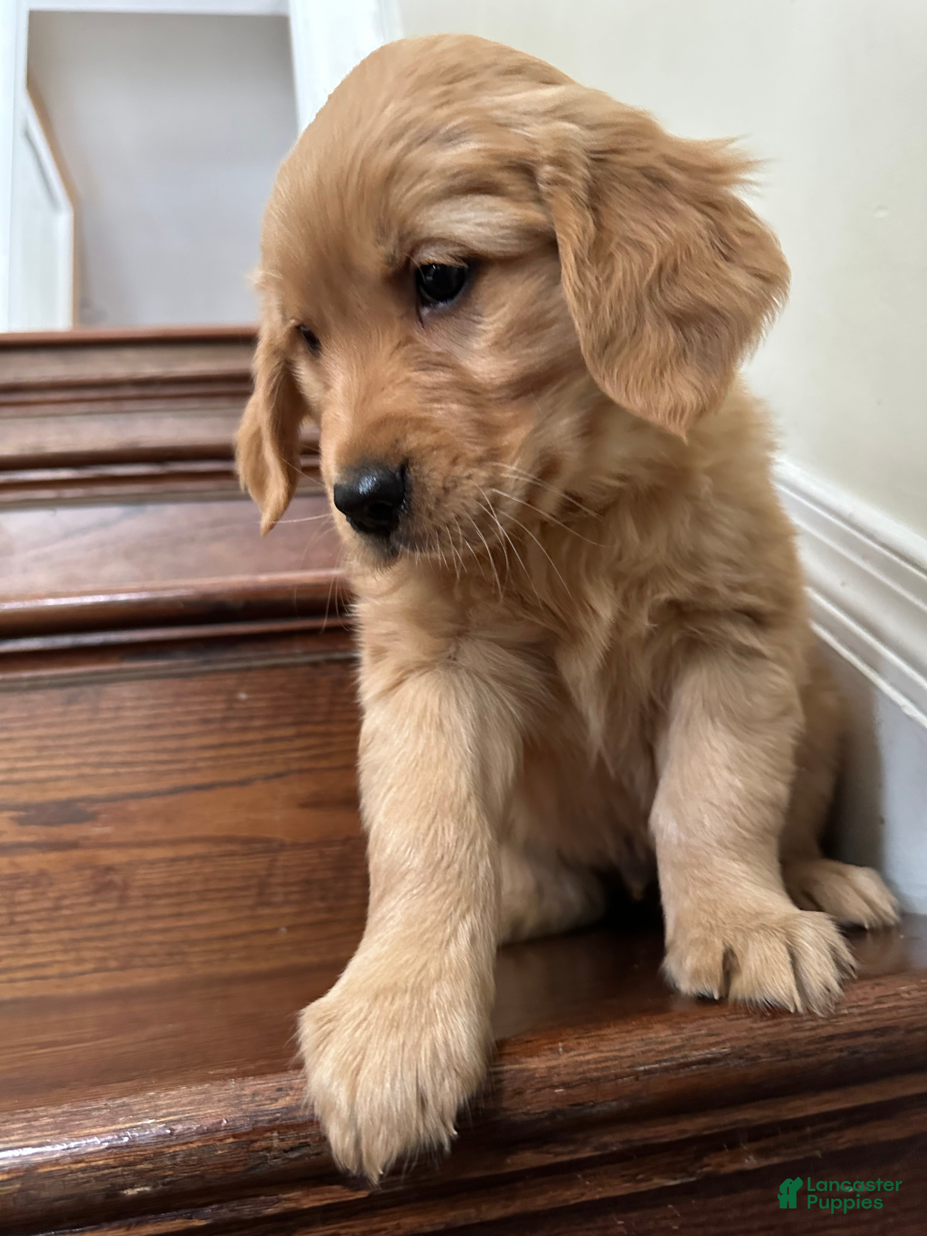 Golden Retriever dogs Guss - Ad 20